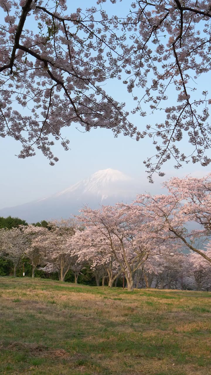 富士山と桜 2 静岡 | Atmoph Window