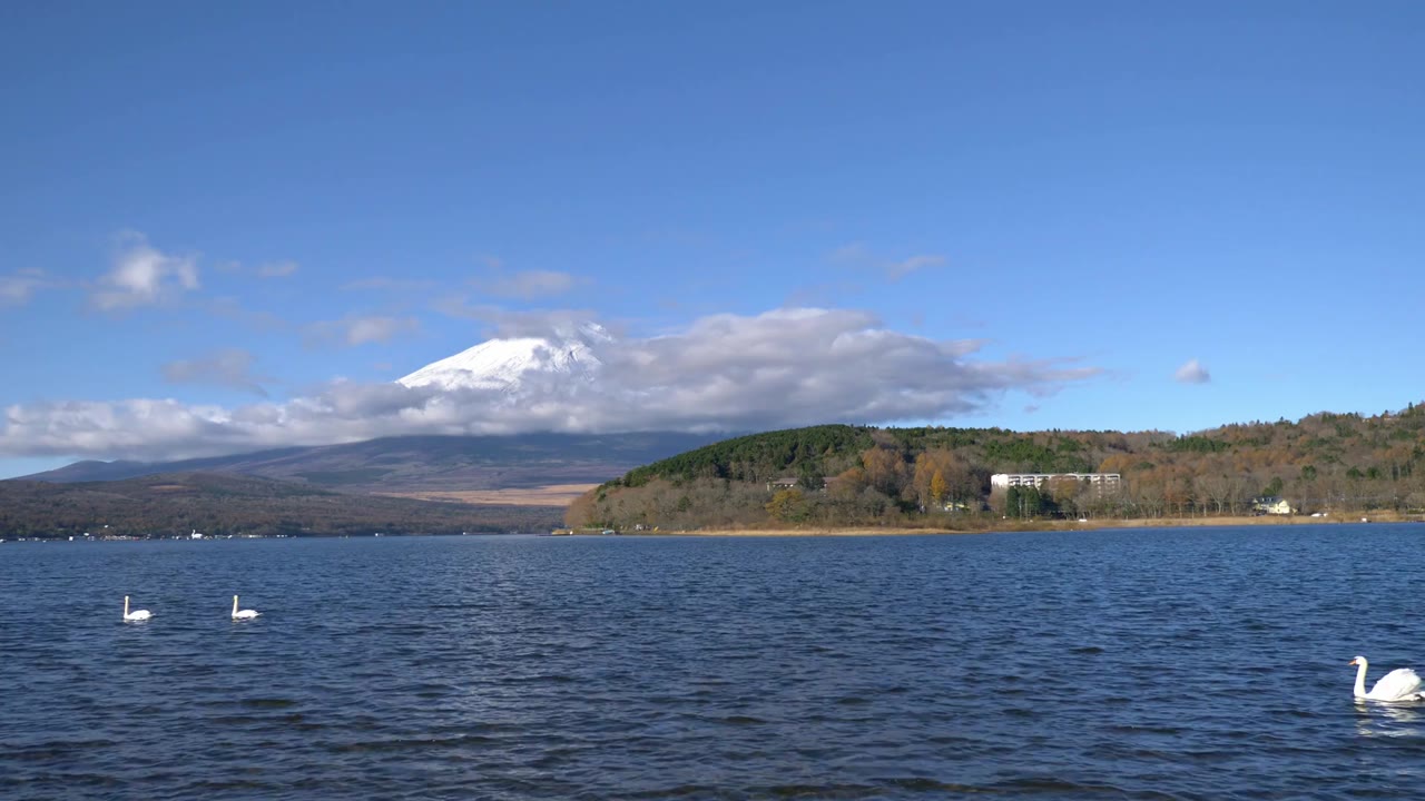 山中湖の白鳥と富士山 2 静岡 | Atmoph Window