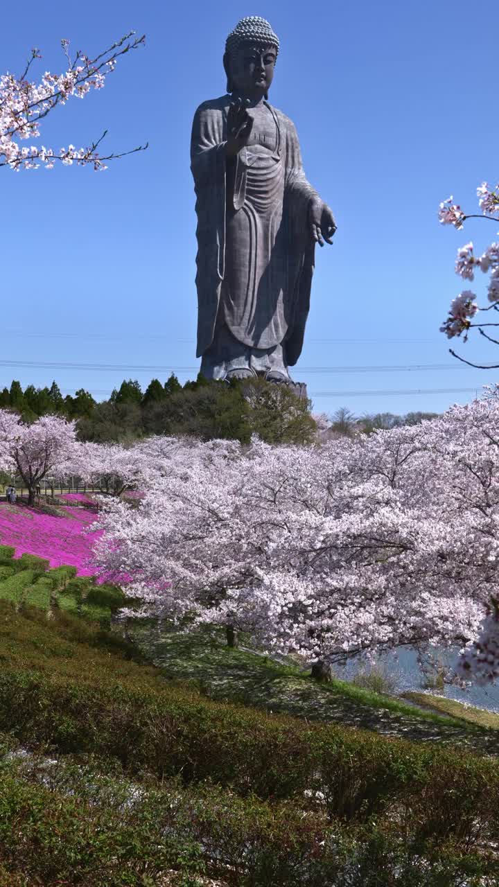 牛久大仏と桜 1 茨城 | Atmoph Window